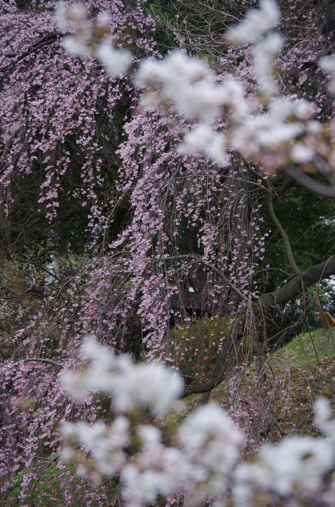 桜・前ボケ