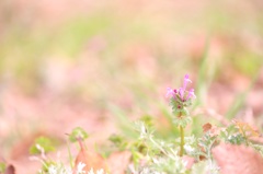 蜜ふわり