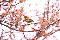 梅、首飾り