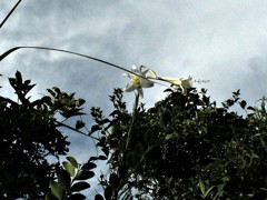 20170823猛暑の午後、タカサゴユリ (5)