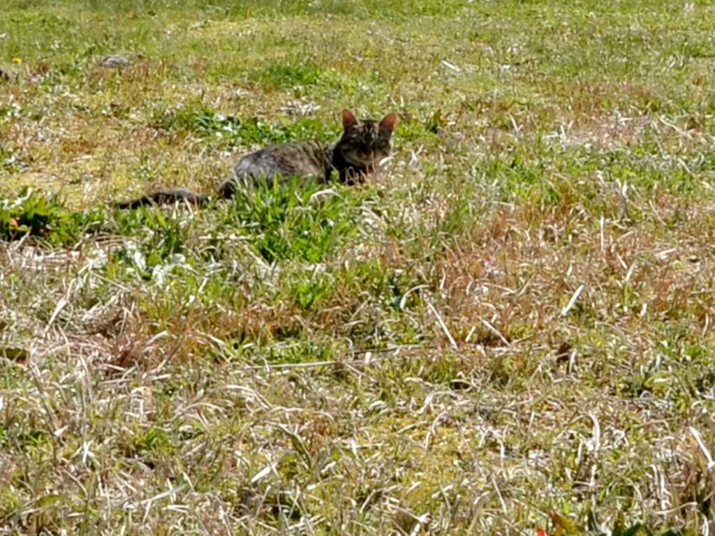 日向ぼっこ 
