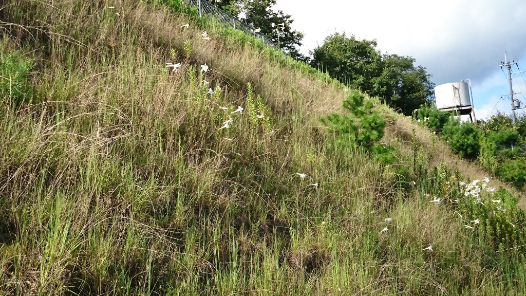 20170901-バイパスの群生、タカサゴユリ (3)