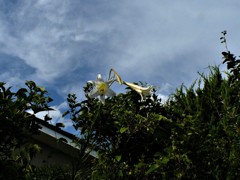 20170823猛暑の午後、タカサゴユリ (1)