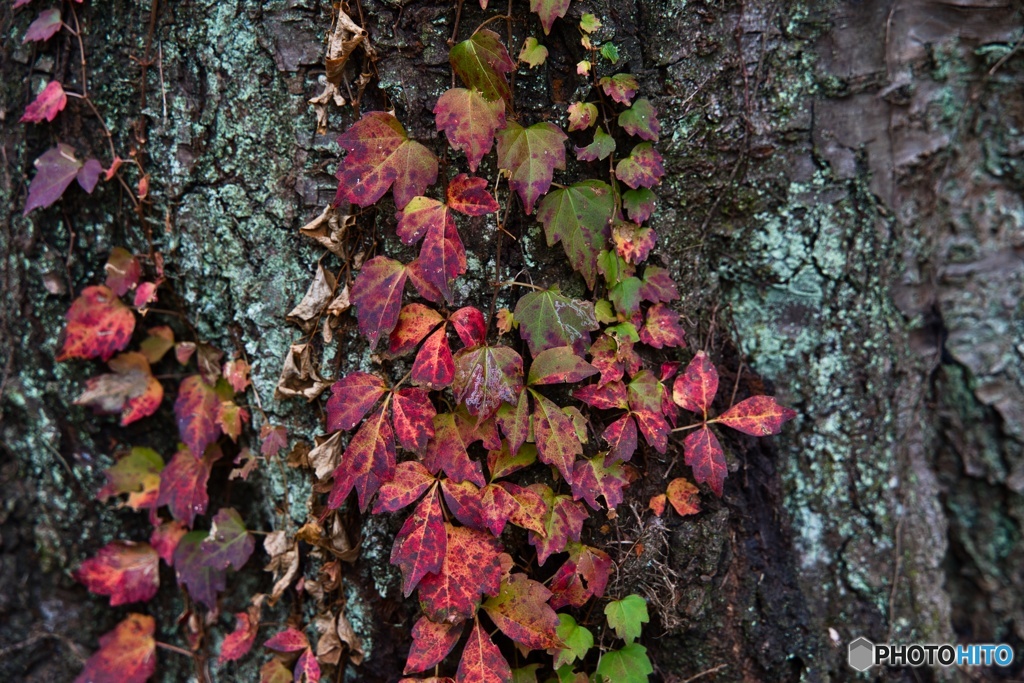 これも紅葉