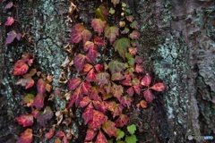 これも紅葉