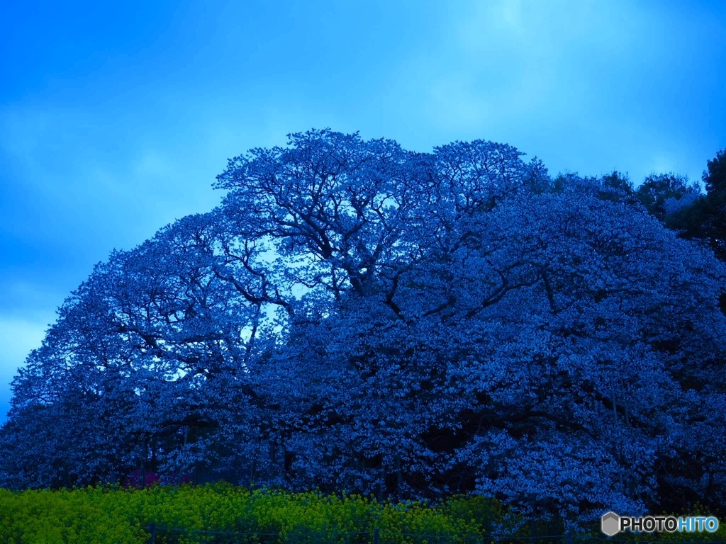 吉高の大桜