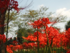 曼珠沙華を見上げて