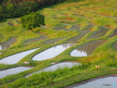 棚田の朝