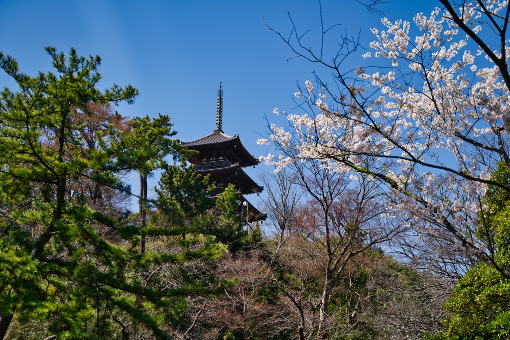三重の塔と桜