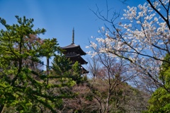 三重の塔と桜