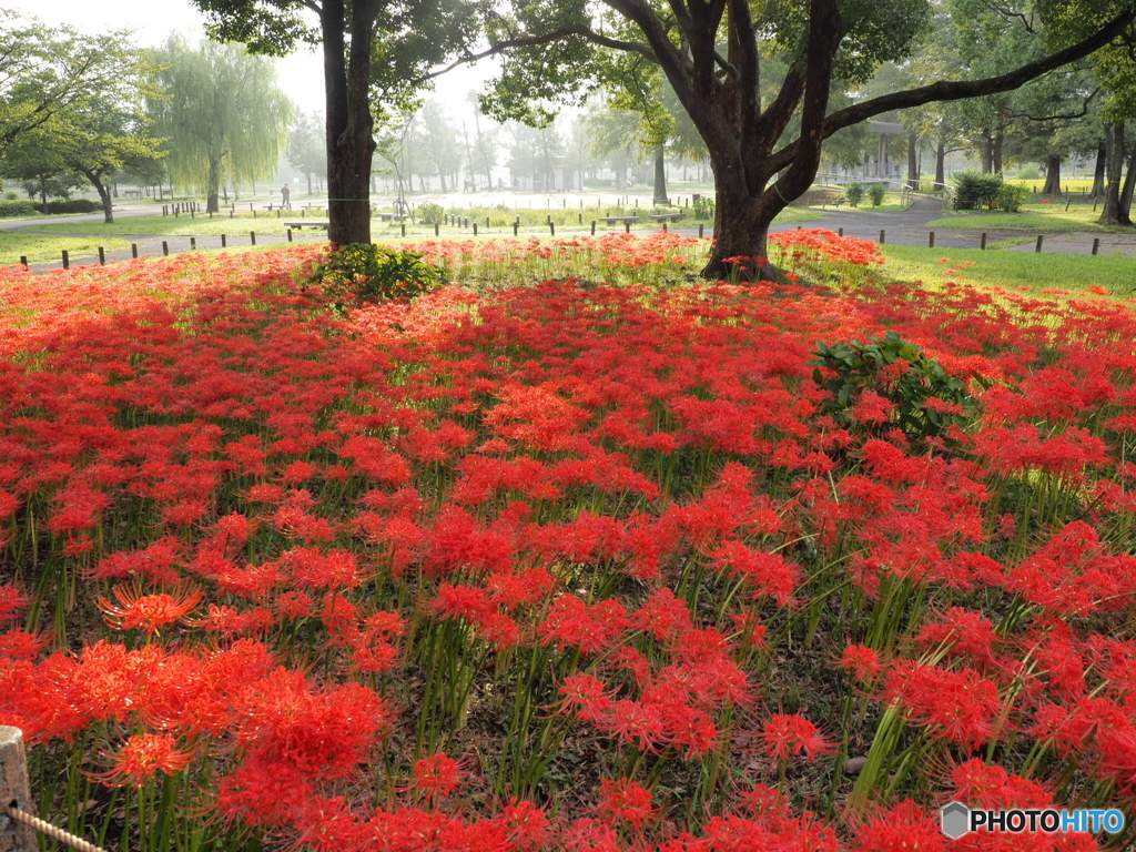 水元公園の彼岸花