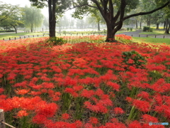 水元公園の彼岸花