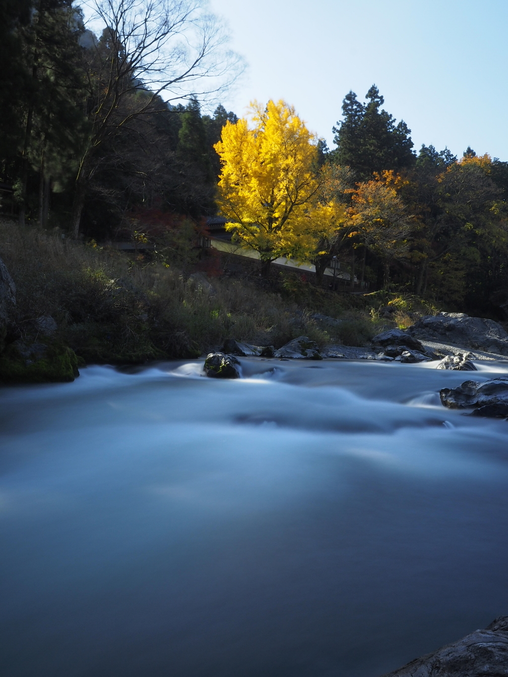 清流とイチョウ