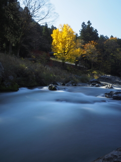 清流とイチョウ