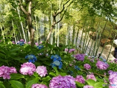 長谷寺の紫陽花