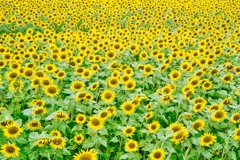 座間ひまわり畑