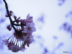 雨上がりの花曇り