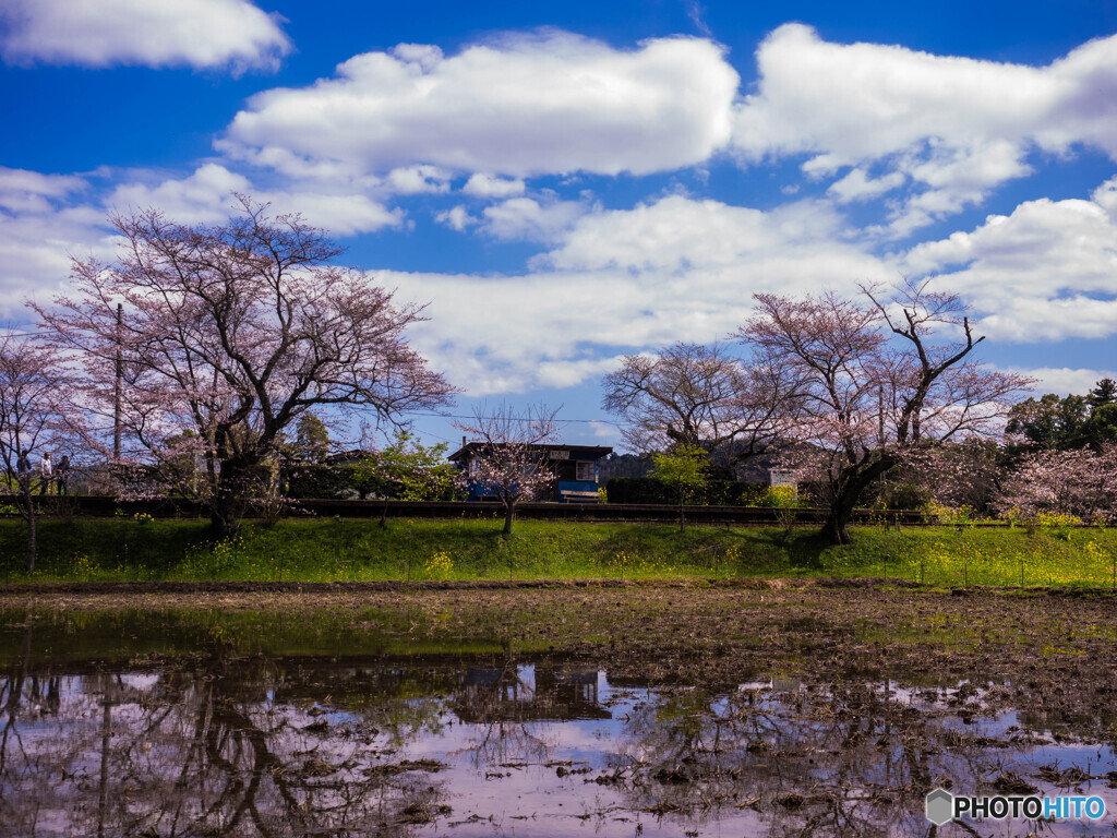 無人駅の春