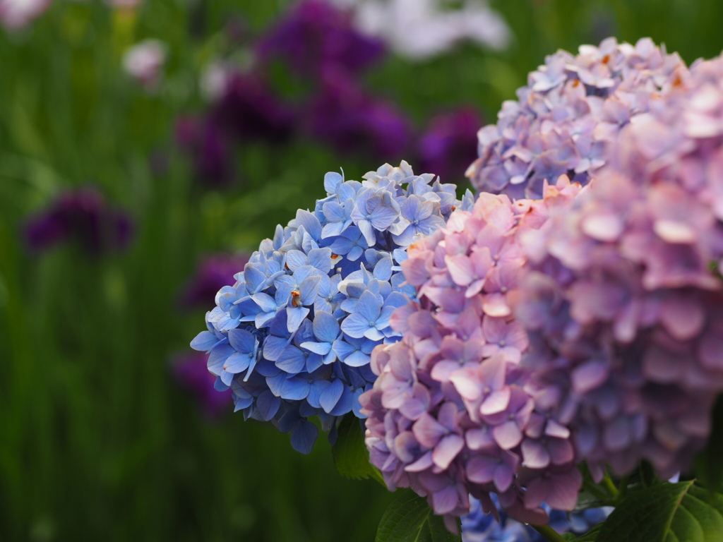 花菖蒲and紫陽花