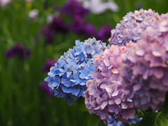 花菖蒲and紫陽花