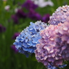 花菖蒲and紫陽花