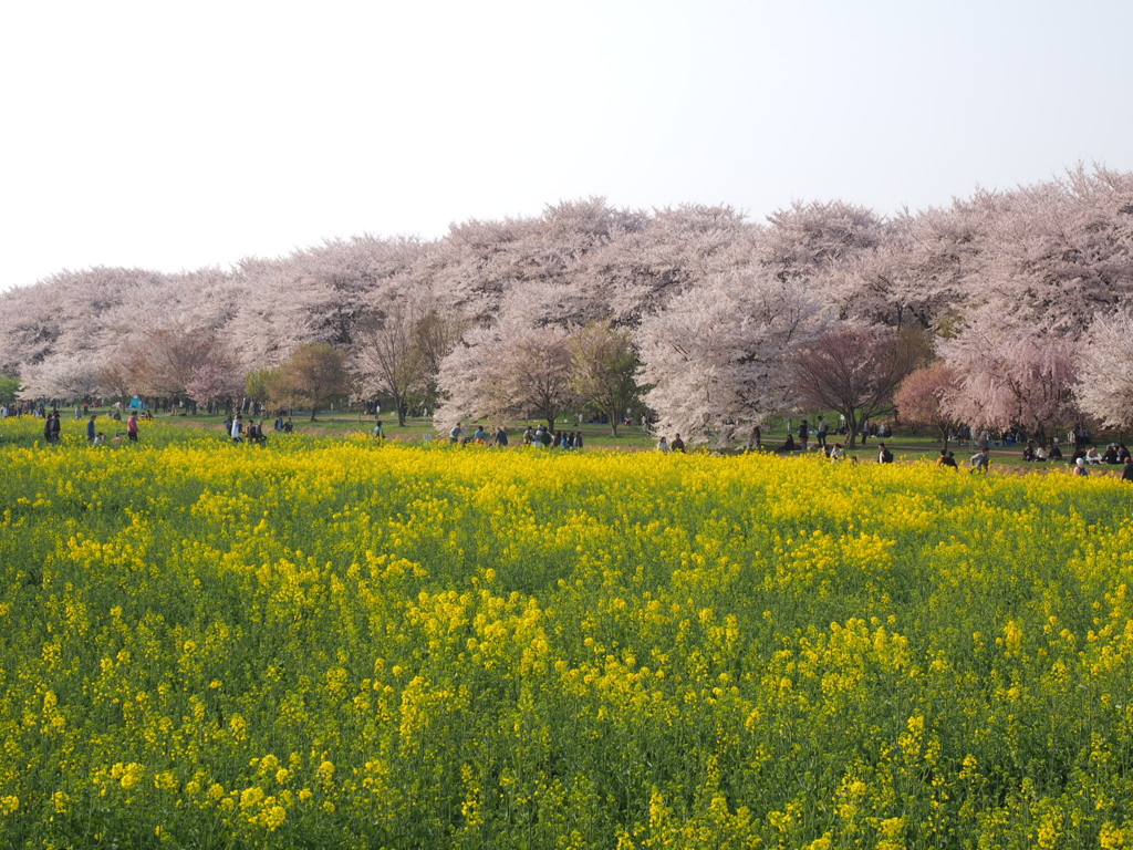 幸手権現堂堤公園