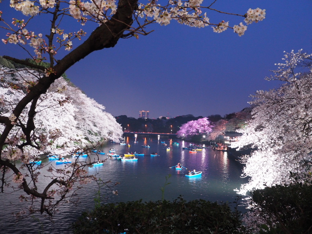 千鳥ヶ淵ライトアップ