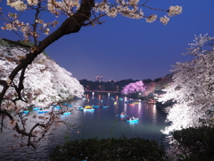 千鳥ヶ淵ライトアップ