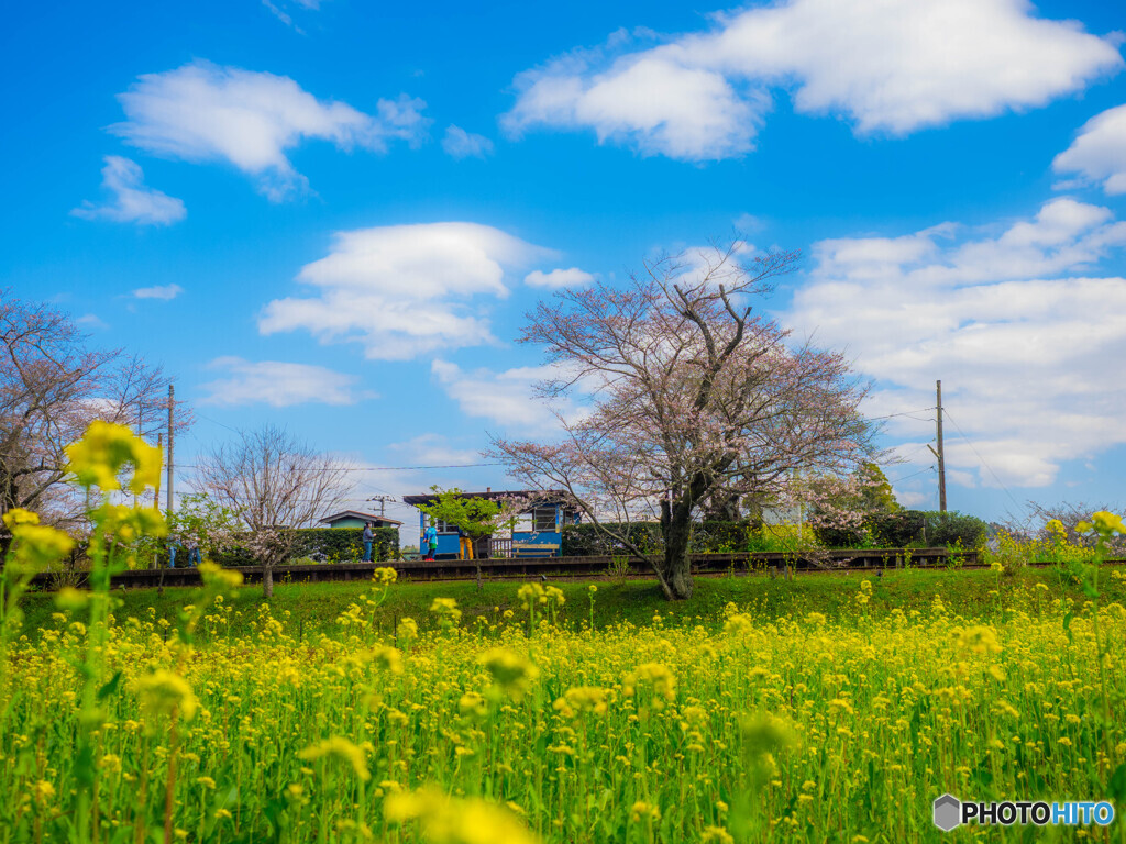 無人駅にも春が来た