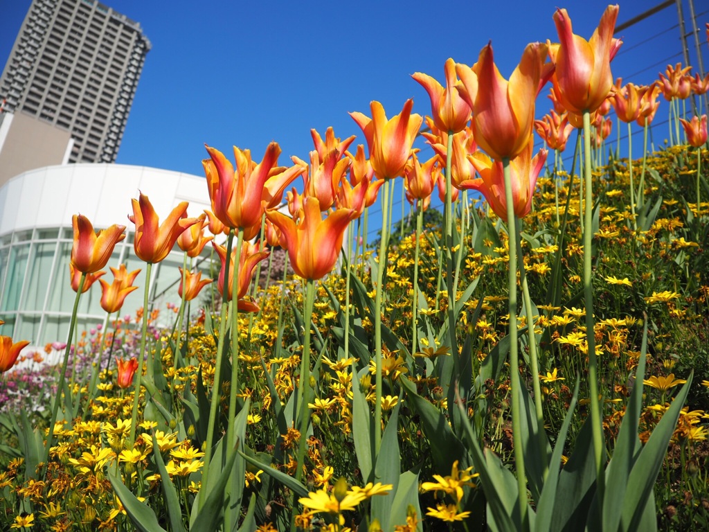 チューリップと高層マンション