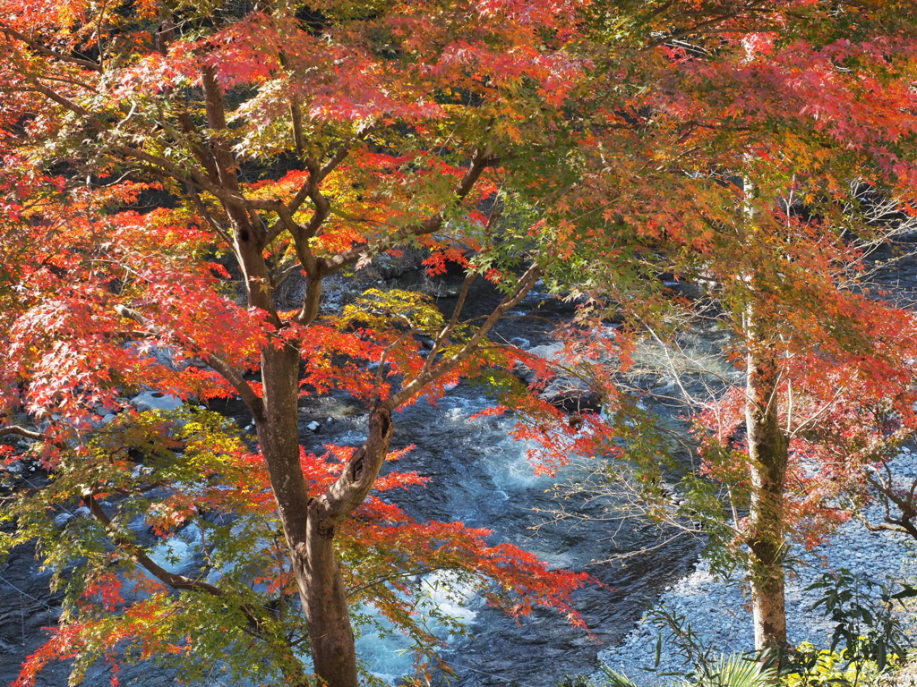 渓谷の紅葉