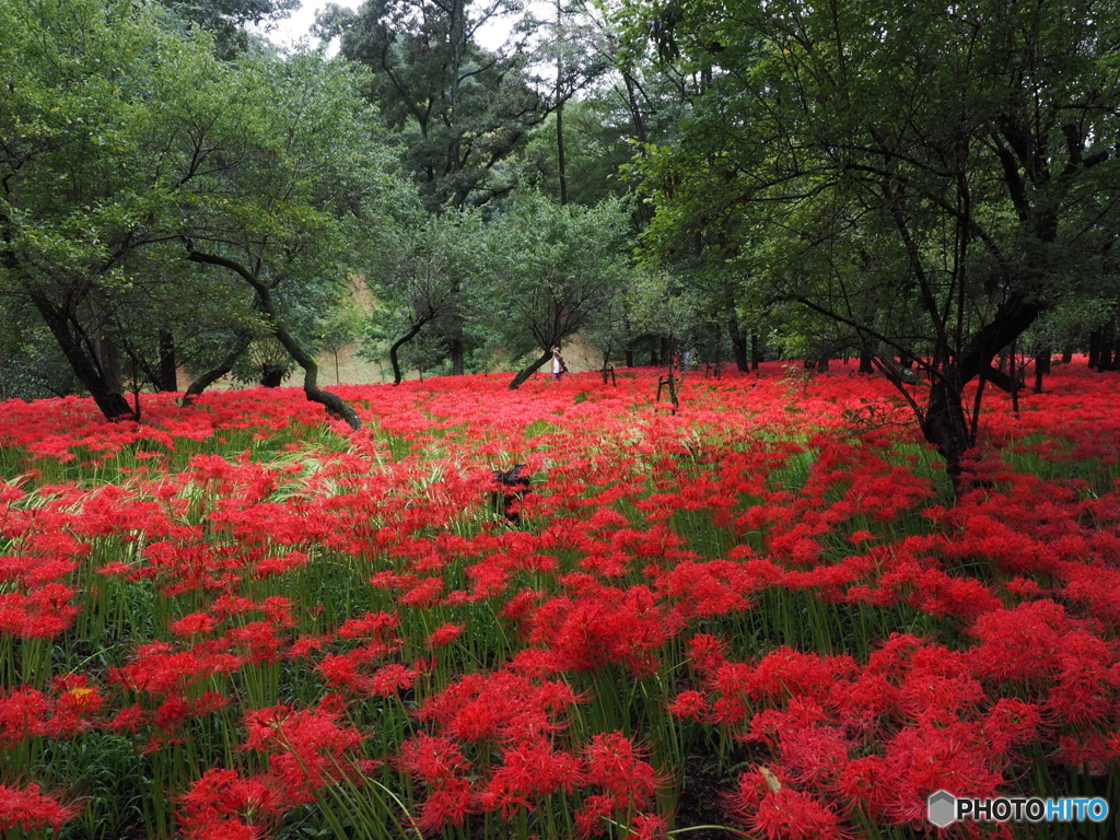 巾着田の曼珠沙華