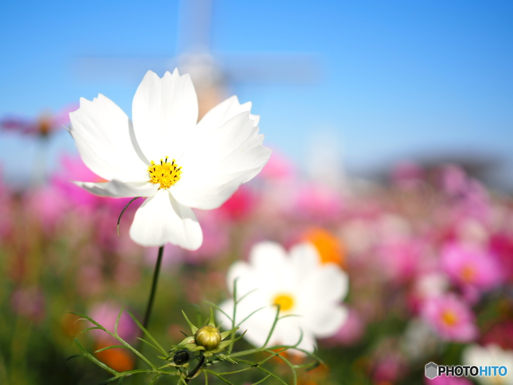 秋のお花畑