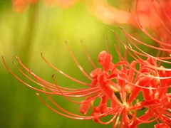 曼珠沙華4