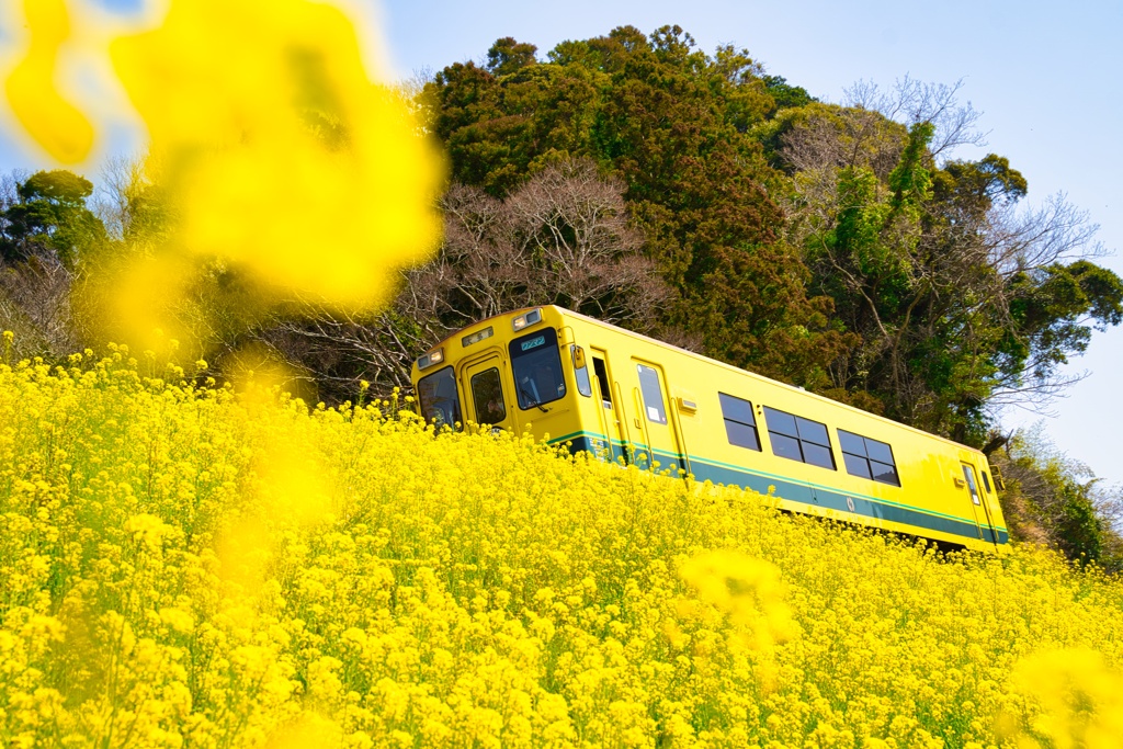 菜の花スポットにて