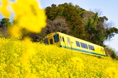 菜の花スポットにて