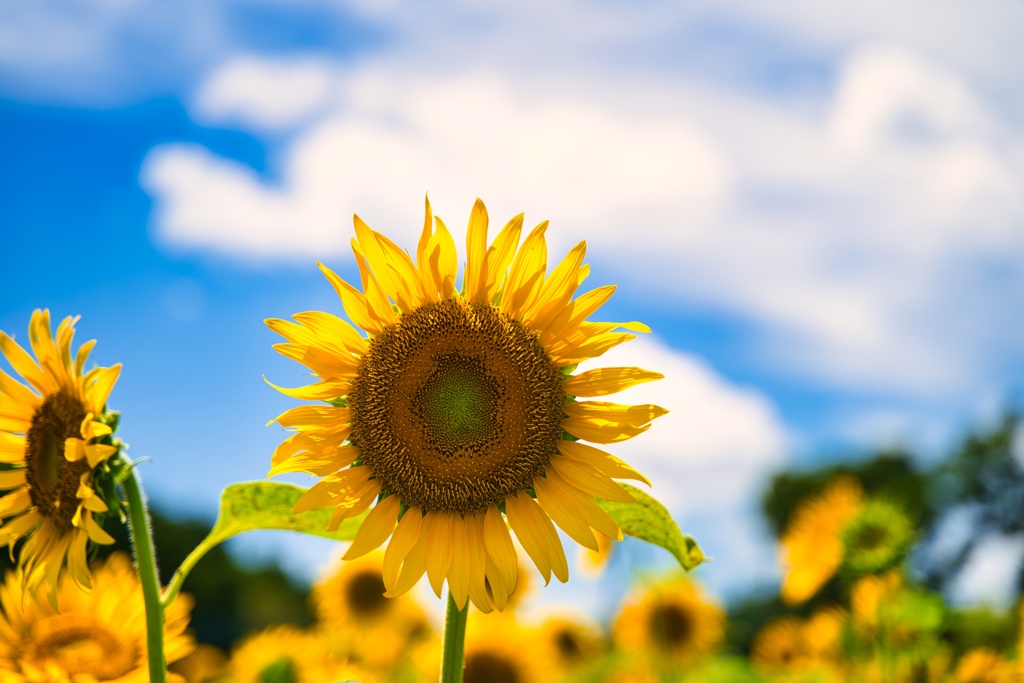 夏休みの花