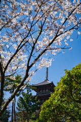 桜と三重の塔