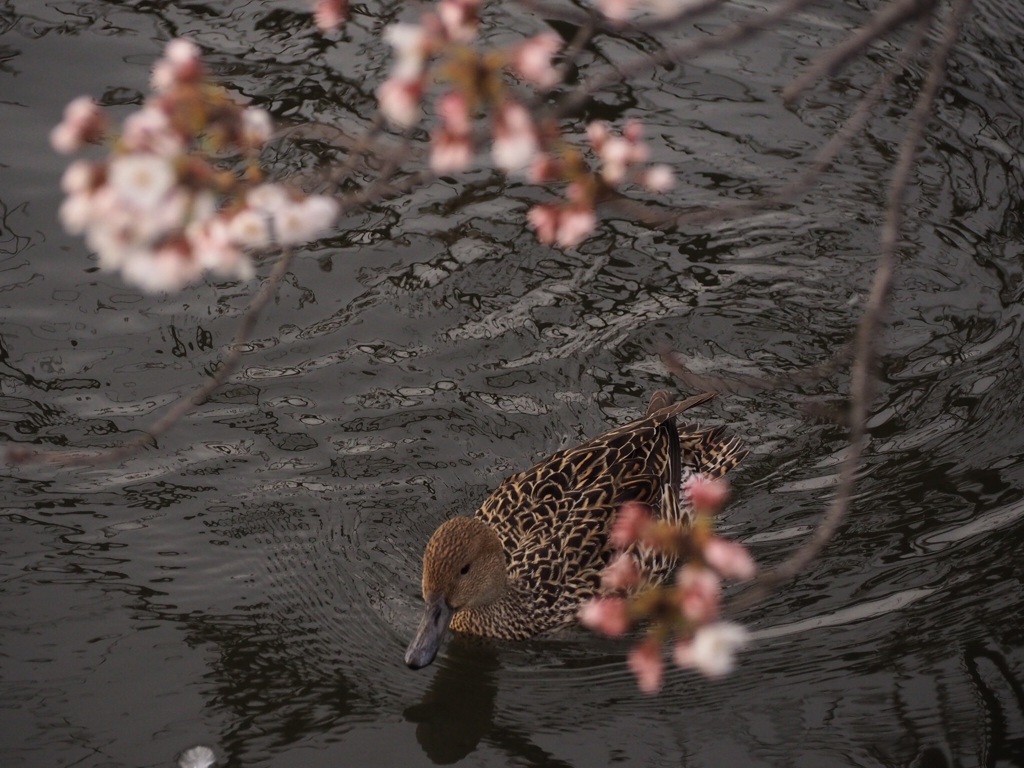 わたしも花見