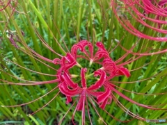 曼珠沙華