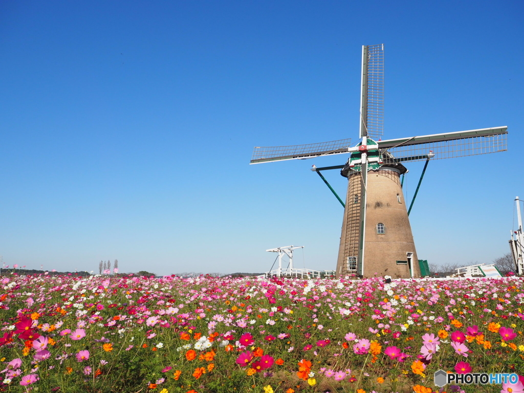  チューリップじゃない？