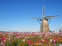  チューリップじゃない？