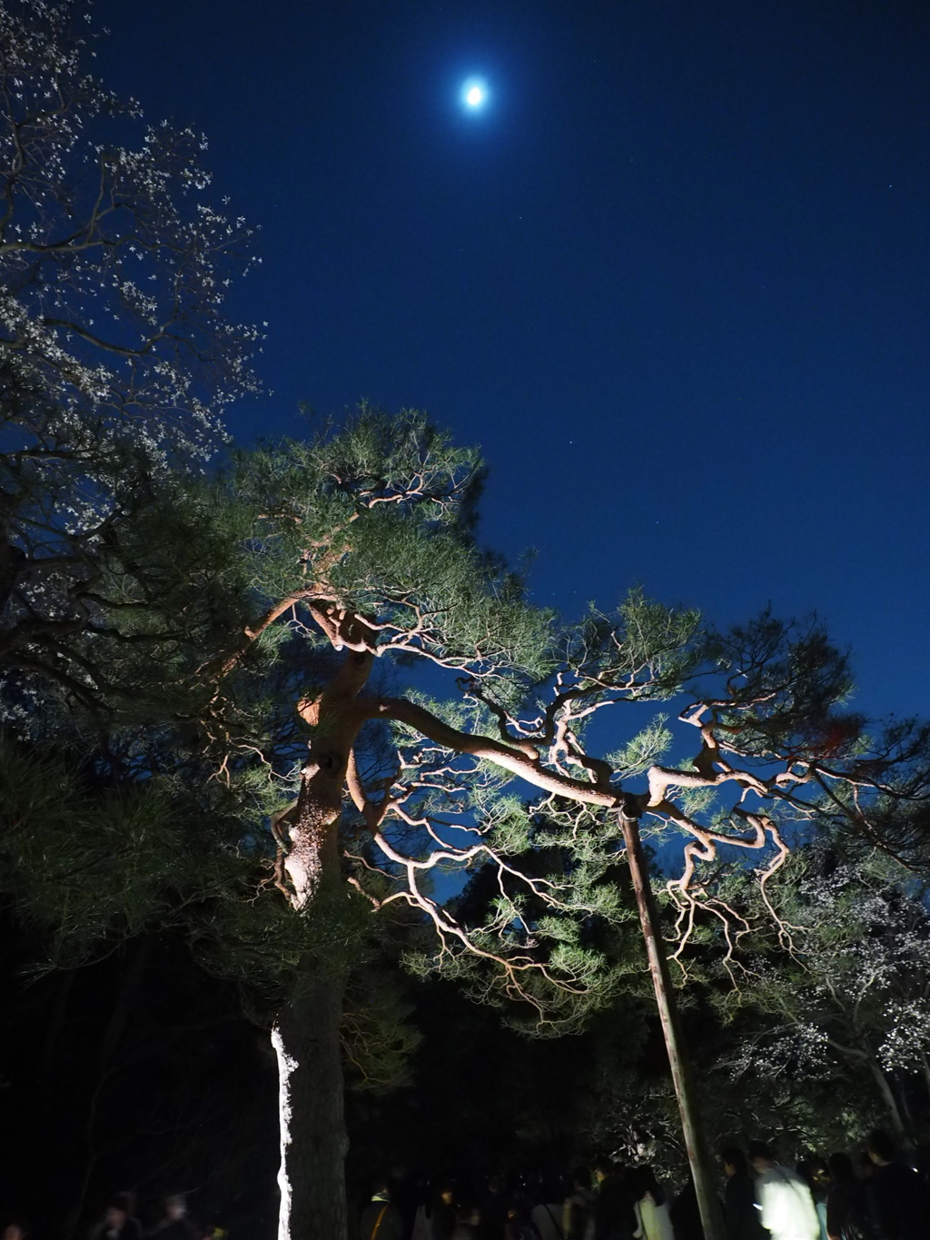 松もライトアップ