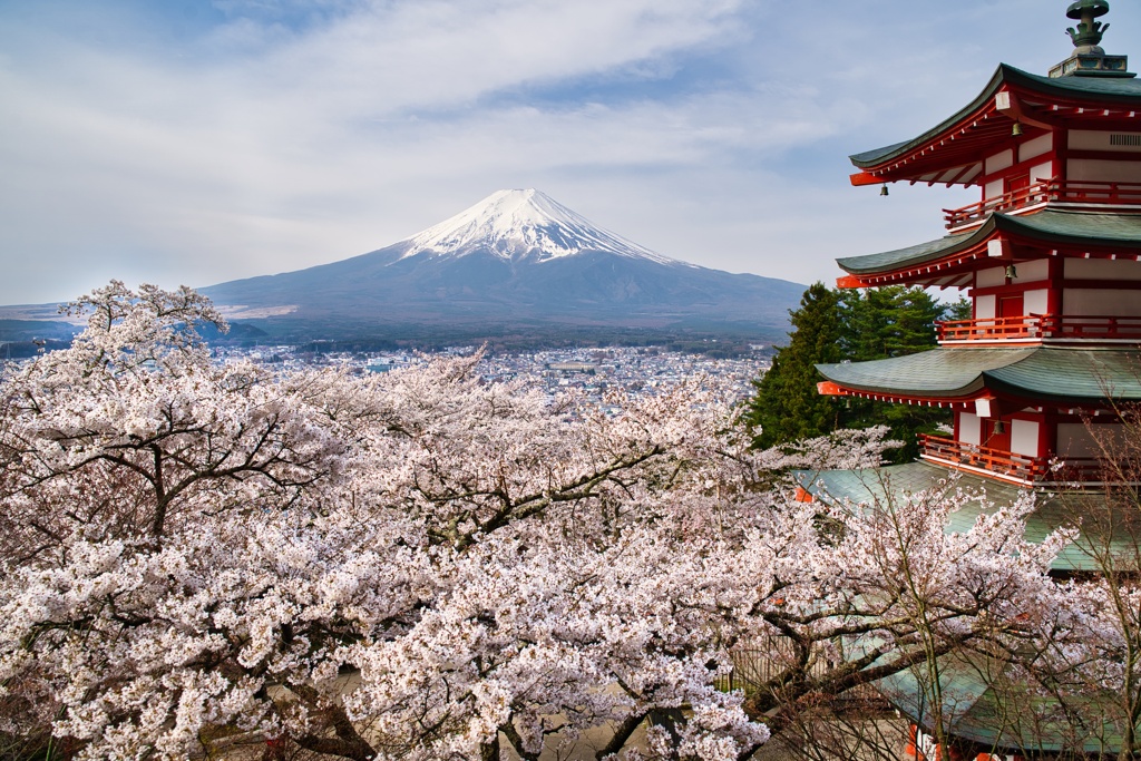 桜の絨毯