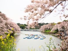 千鳥ヶ淵満開