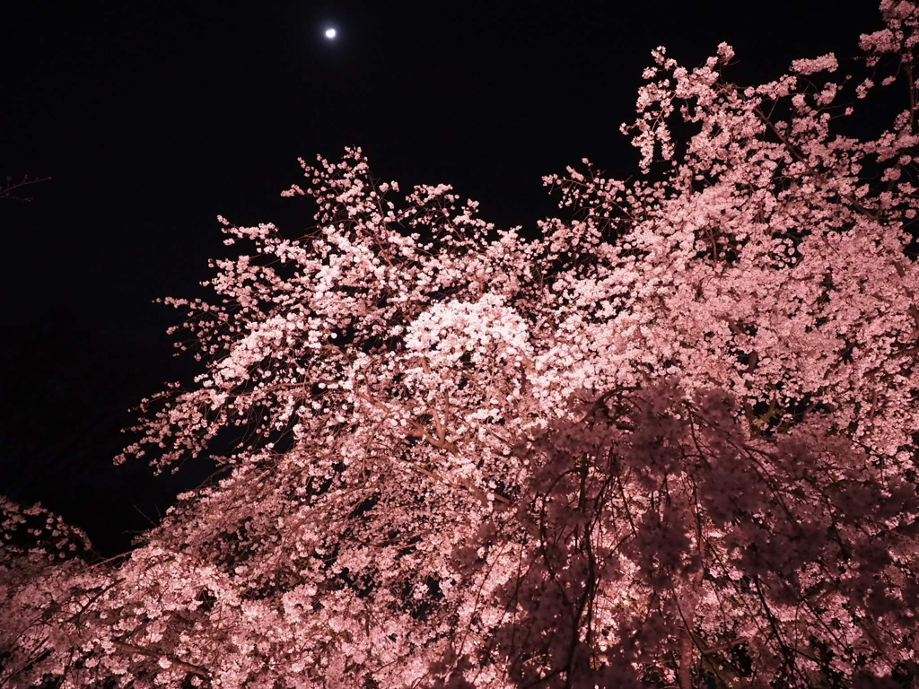 月としだれ桜