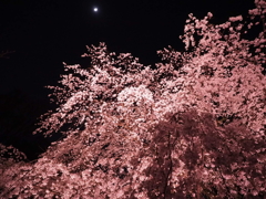 月としだれ桜