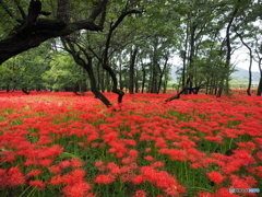 巾着田の曼珠沙華2