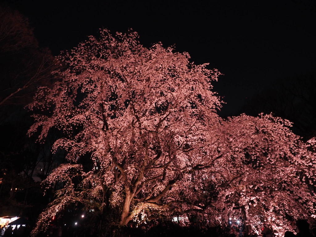 枝垂れ桜 ライトアップ