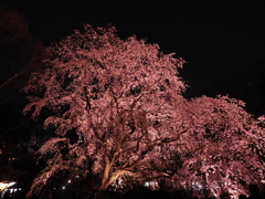 枝垂れ桜 ライトアップ